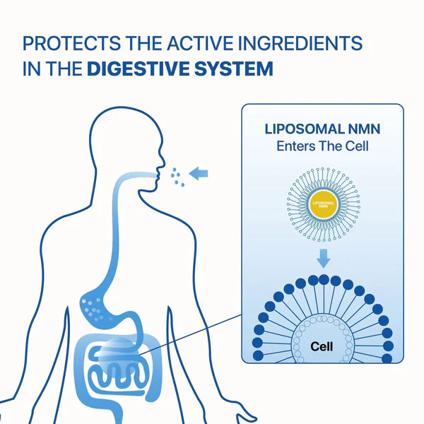 Decode Age Liposomal NMN Supplement | 99.9% Pure Beta NMN | NAD+ Booster for Energy, Metabolism, Cellular Repair & Brain Health | High Bioavailability| 500mg, 30 Capsules, Vegan