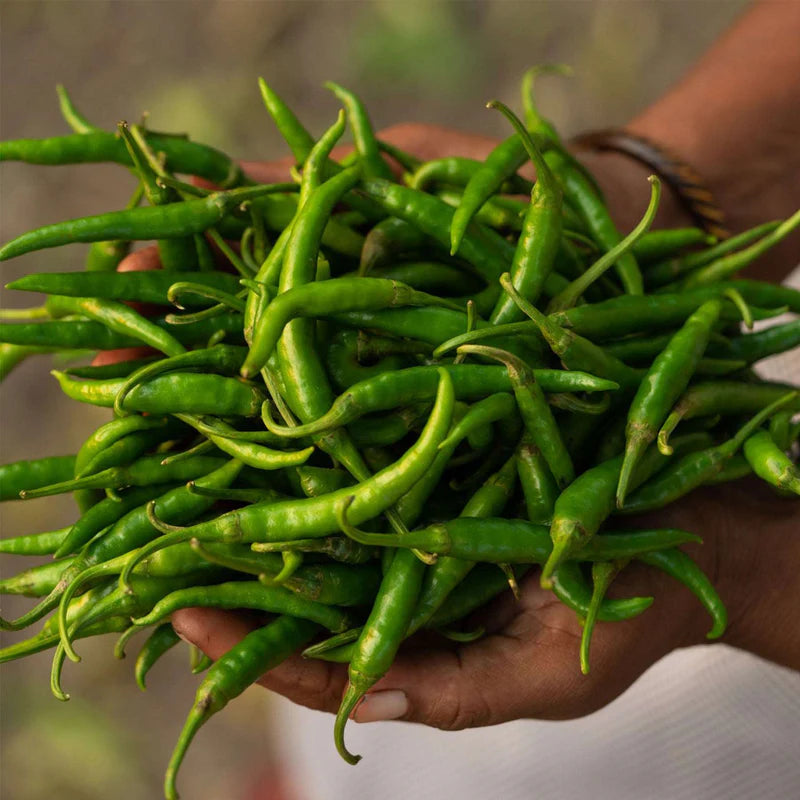 Two Brothers Organic Farms Spicy Green Chilly Pickle (500GM)