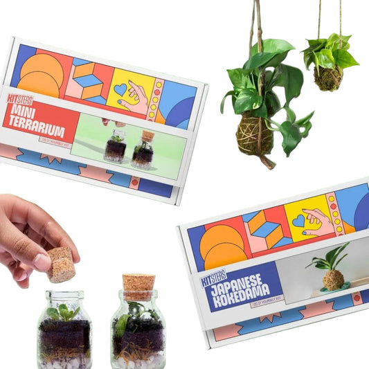 Kitsters DIY COMBO : DIY Mini Terrarium Kit & DIY Japanese Kokedama Kit