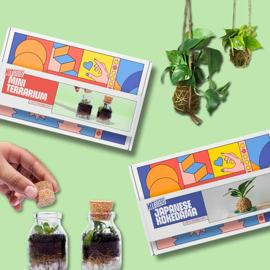 DIY COMBO : DIY Mini Terrarium Kit & DIY Japanese Kokedama Kit
