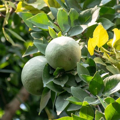 Nxtgen Ayurveda | Bael Fruit Powder Aegle Marmelos - 200gm