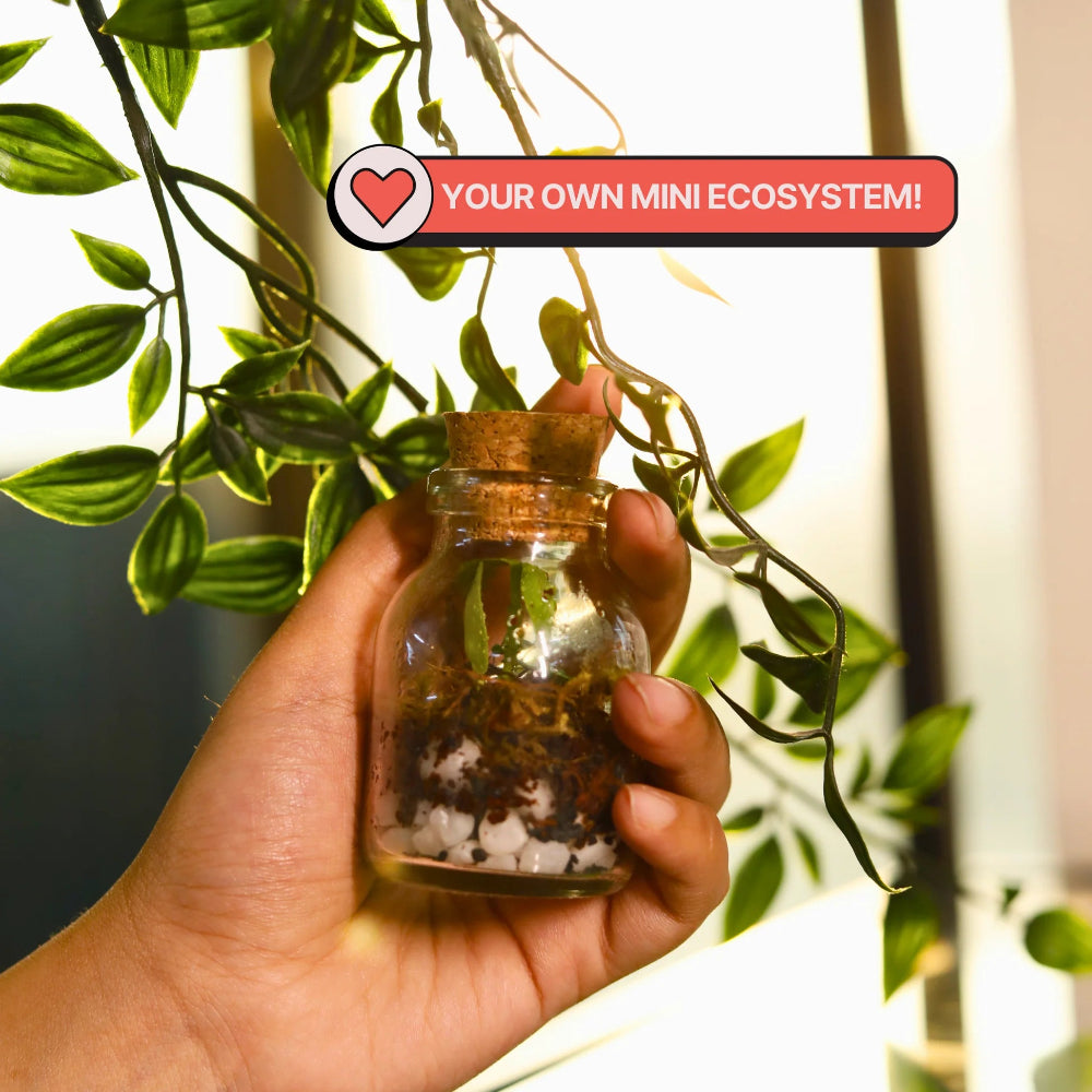 Kitsters DIY COMBO : DIY Mini Terrarium Kit & DIY Japanese Kokedama Kit