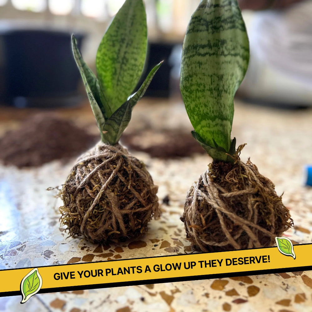 Kitsters DIY COMBO : DIY Mini Terrarium Kit & DIY Japanese Kokedama Kit