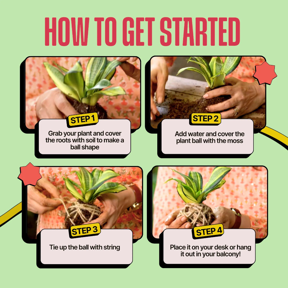 Kitsters DIY COMBO : DIY Mini Terrarium Kit & DIY Japanese Kokedama Kit